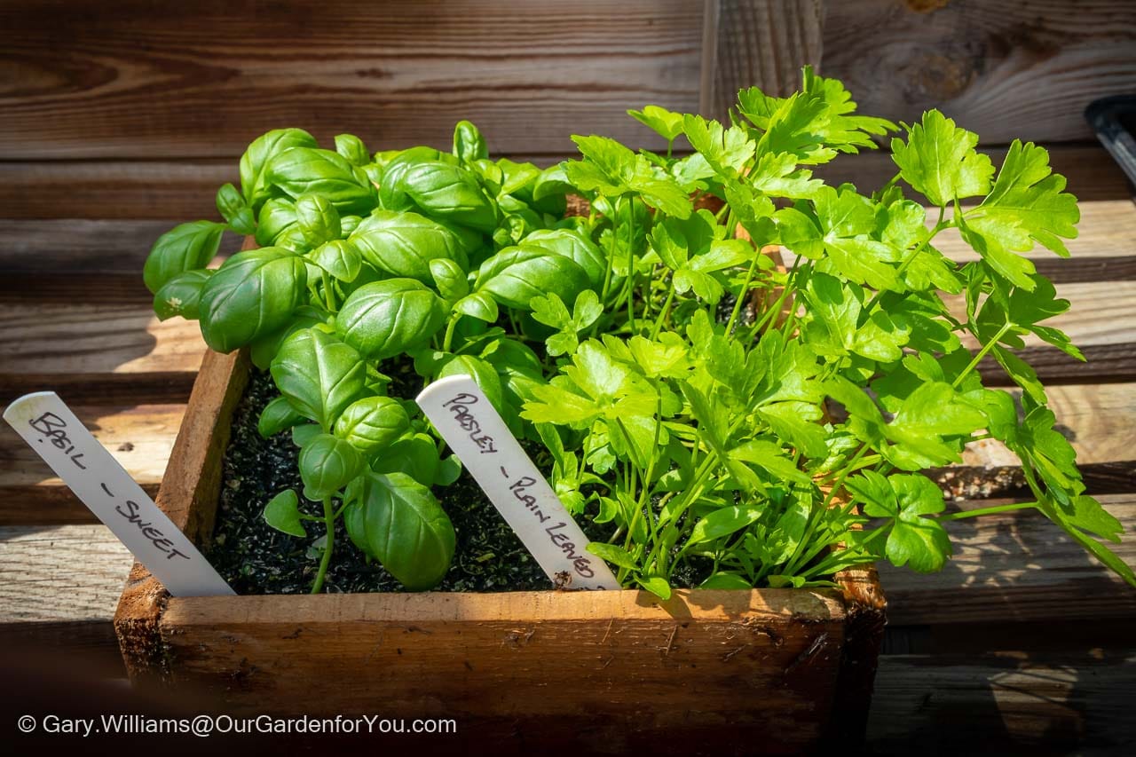 A wooden seed tray used for growing our kitchen herbs, in this case sweet basil and flat-leafed parsley