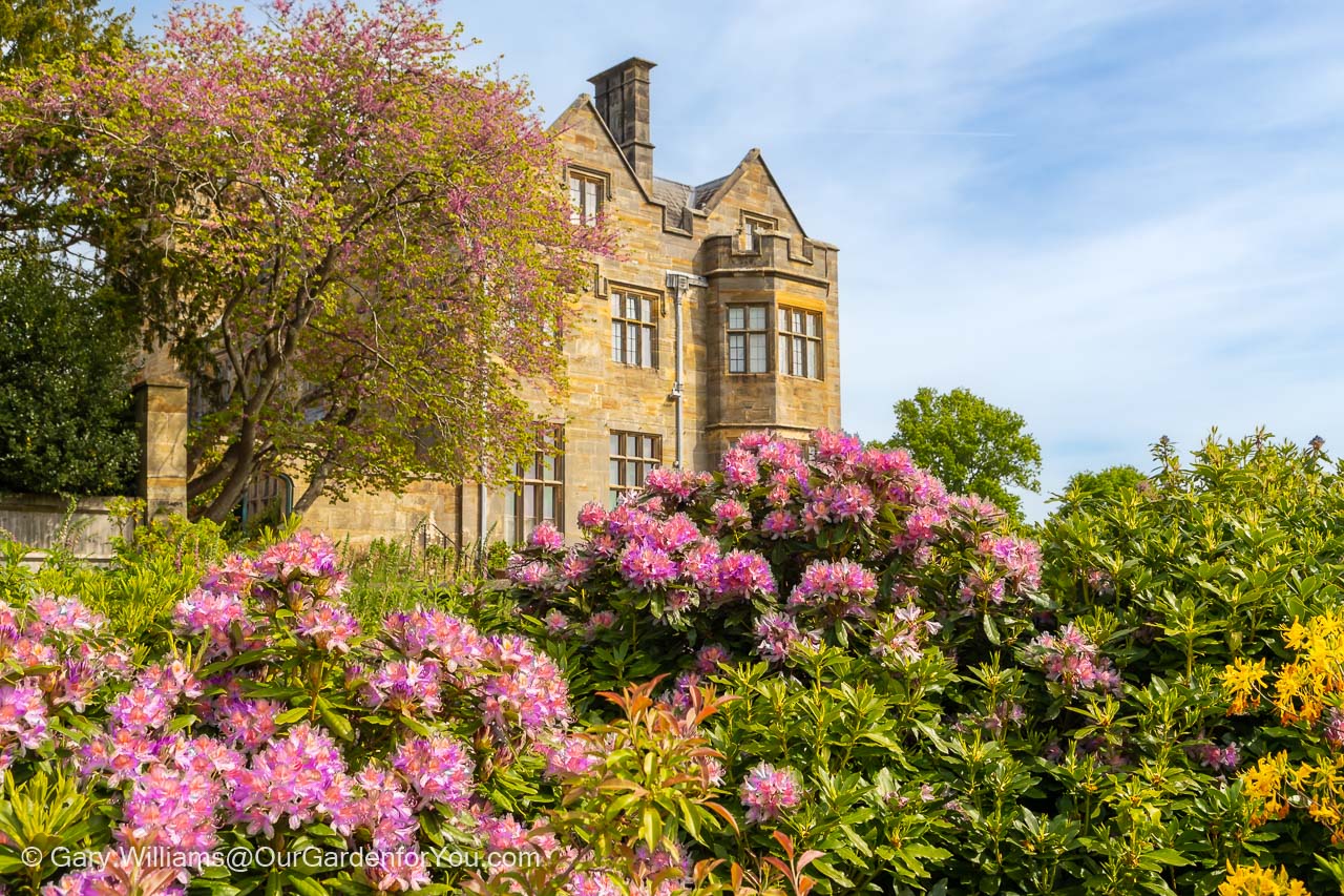 Scotney House on a bright spring day with pink & purple rhododendrons framing it in the foreground.