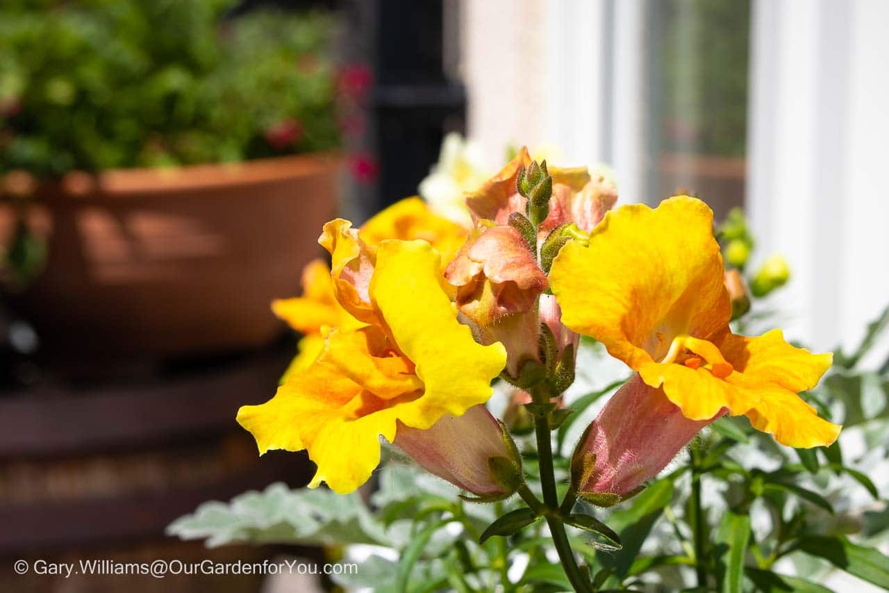 Bright yellow and peach flowers in the window box planting on our Courtyard Patio