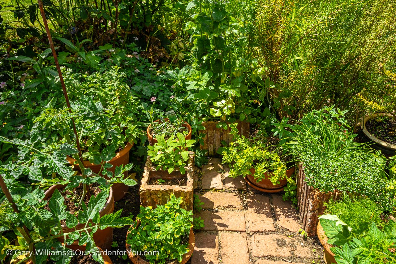 Featured image for “An update on our ‘herb garden’”