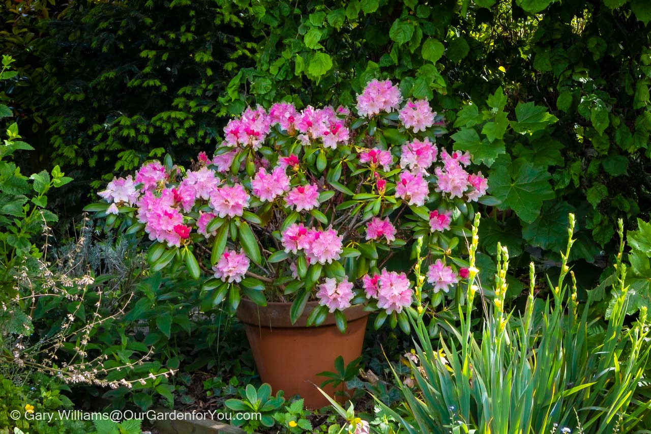 Our pink rhododendron in full bloom in a pot in our little English Country Garden