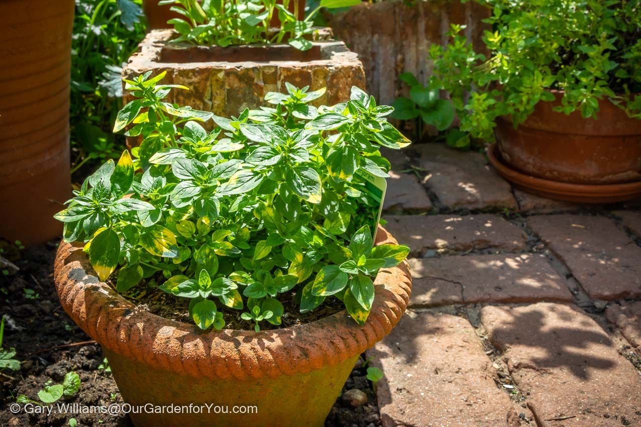 A healthy, variegated marjoram, bought from the National Trust, planted on in a terracotta port in our own herb garden.