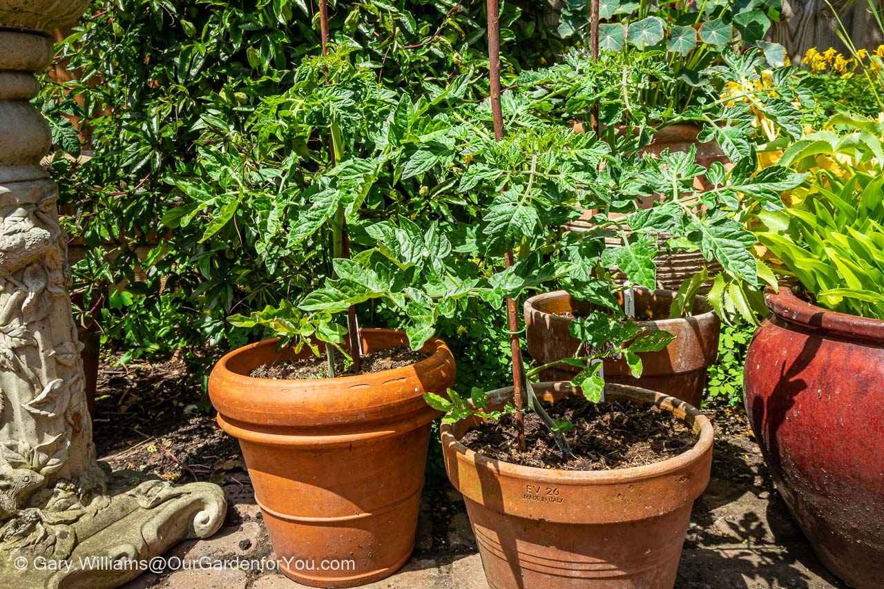 Tomato plants in their individual terracotta pots on the edge of the courtyard patio next to our herb garden