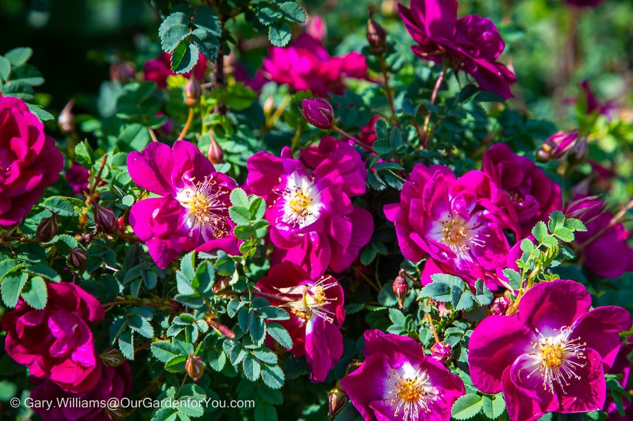 The pink flowers of Rosa Spinosissima ‘William III’ with their white centres in the Rose garden of Sissinghurst Castle Garden