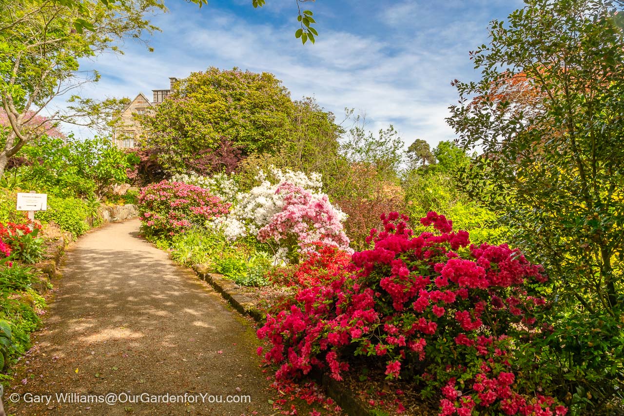 A path leading up to Scotney House on a bright spring day lined on both sides with colourful rhododendrons and azaleas.