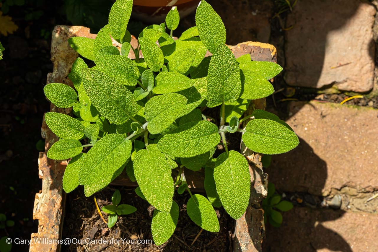 Looking down on our now lush green sage grown in a container in our herb garden