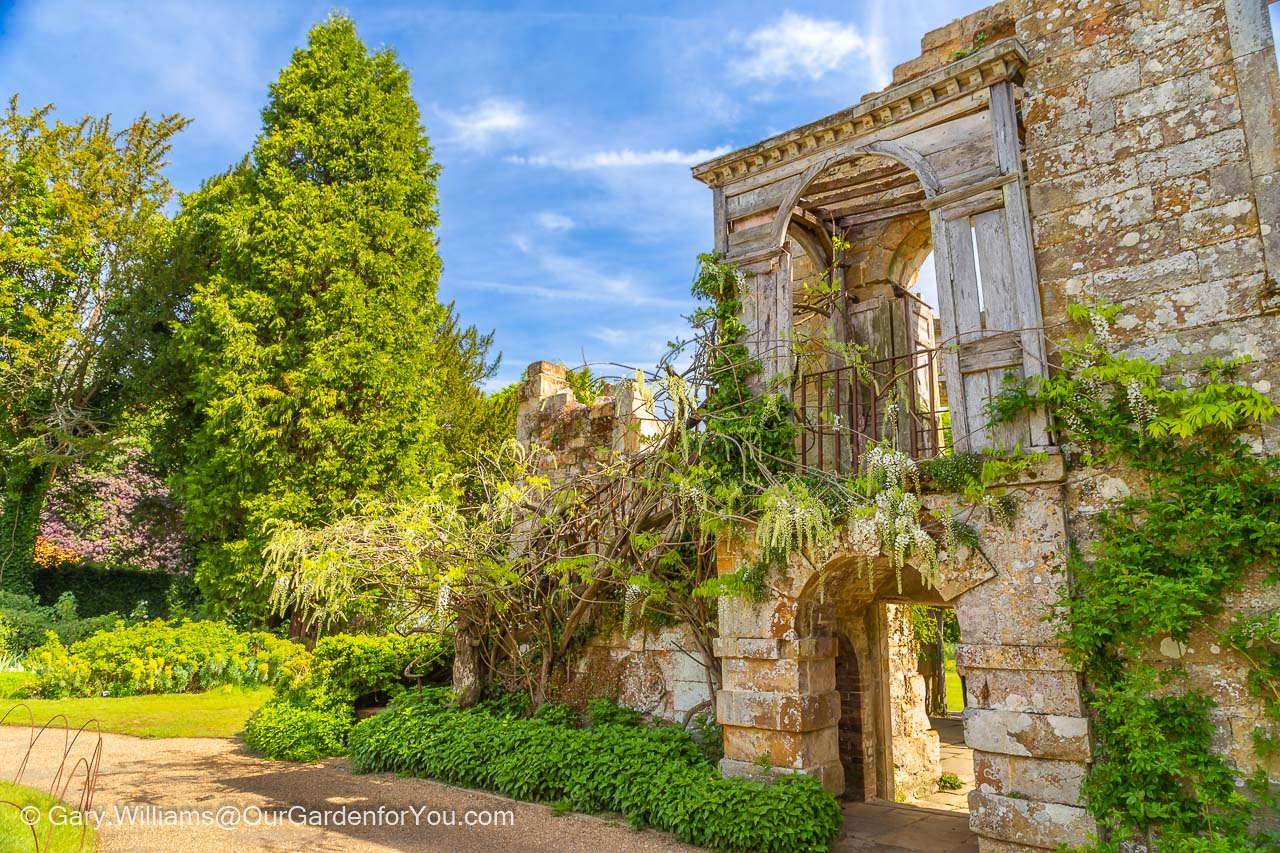 Wisteria creeping over an ancient ruined doorway of Scotney Castle
