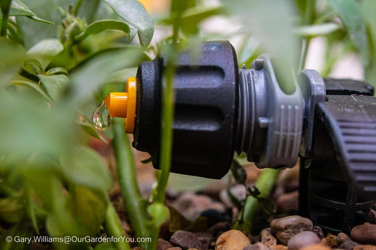 Water dripping from a variable rate spout in our home irrigation system