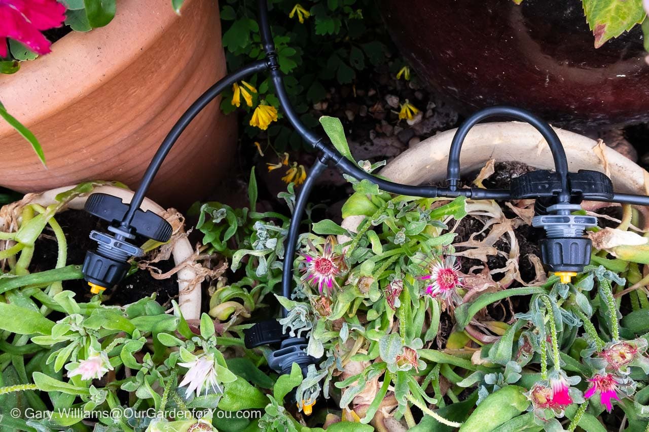 Three adjustable drip watering nozzles of a micro feed tube in our automatic plant waterer system