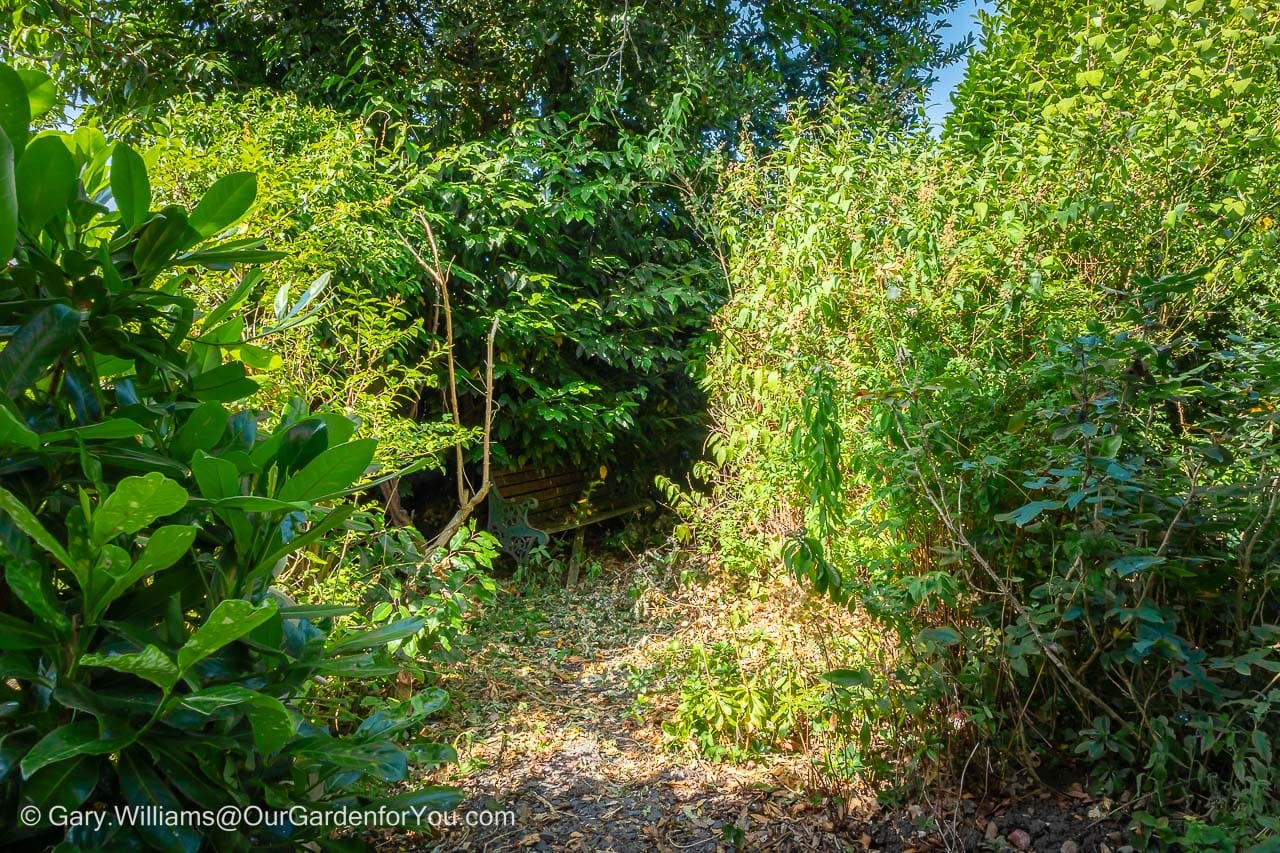 A pathway into the secret garden after the first attempt to clear the wilderness.