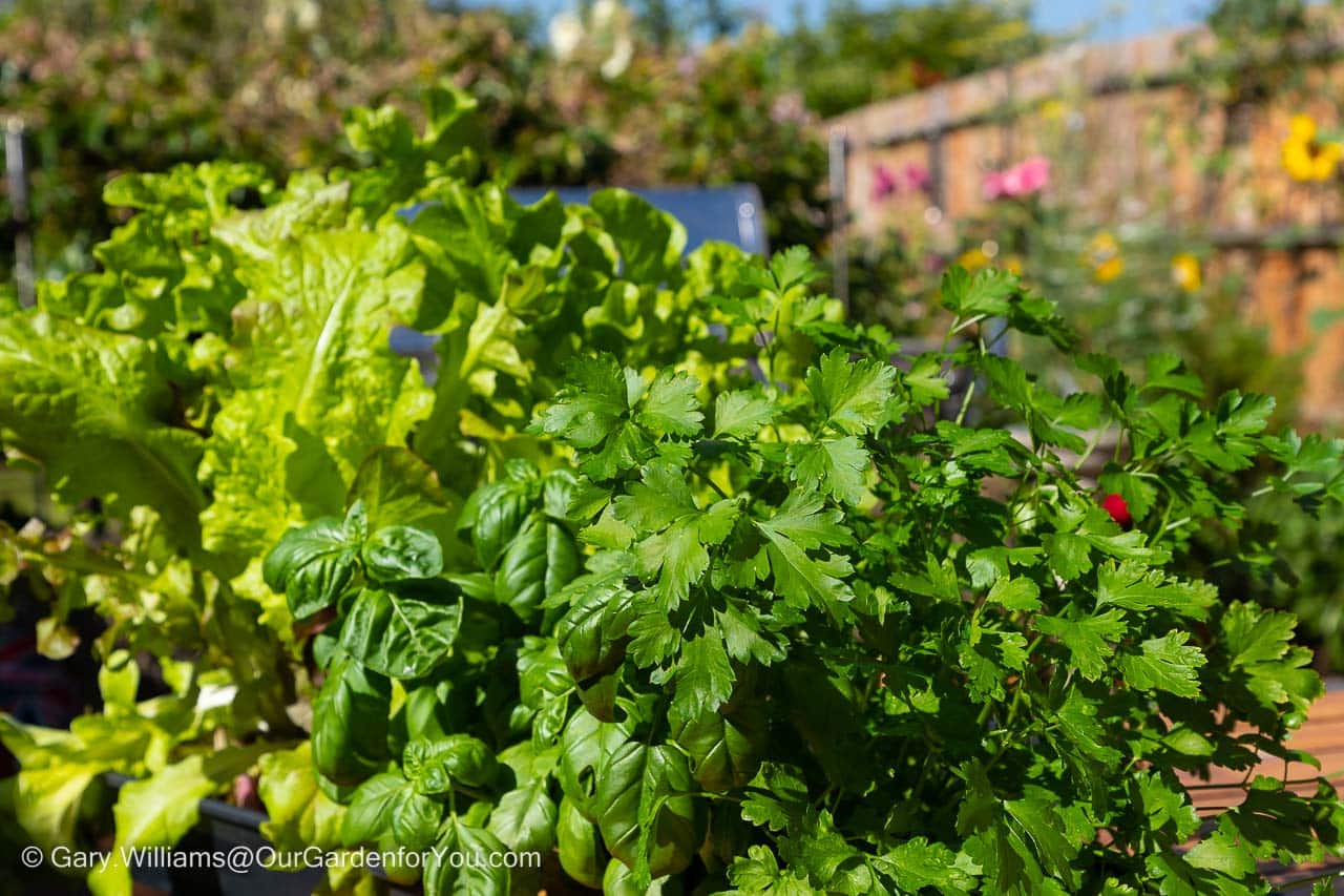 Lush bunches of lettuce leaves, basil & parsley, all grown from seed flourishing within a few weeks