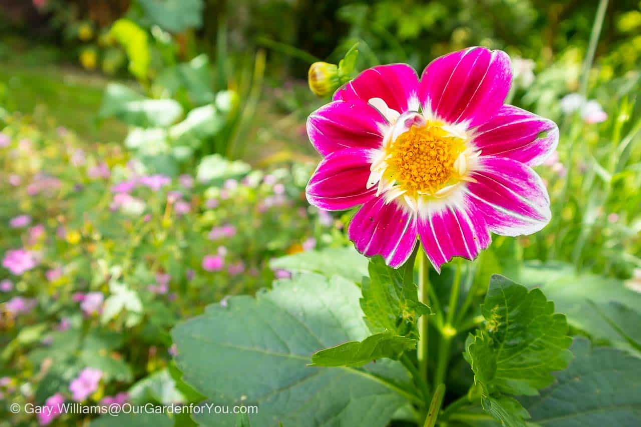 A cerise and white dahlia bloom with a golden centre growing in our English Cottage garden, grown from seed