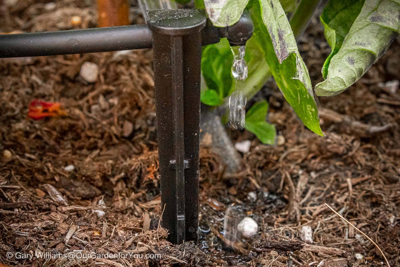 A staked dripper at the base of our tomato plant at part of our home irrigation installation