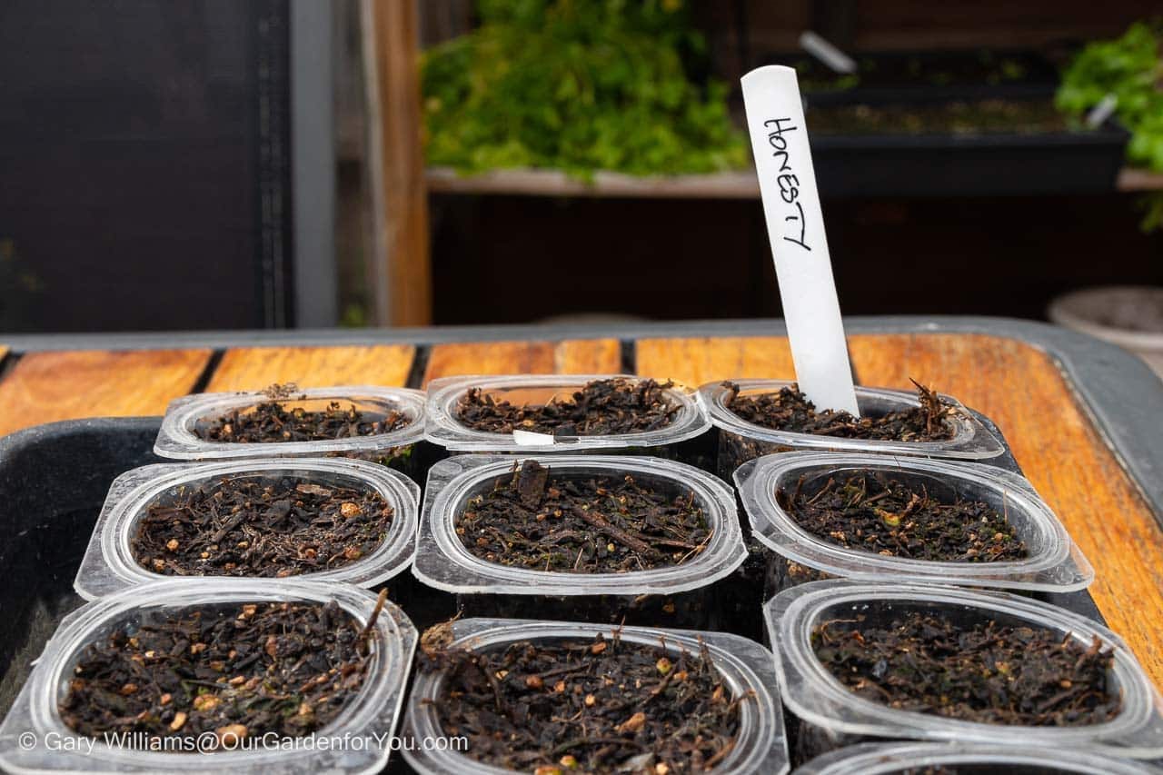 Freshly planted Honesty seeds in individually upcycled yoghurt pots