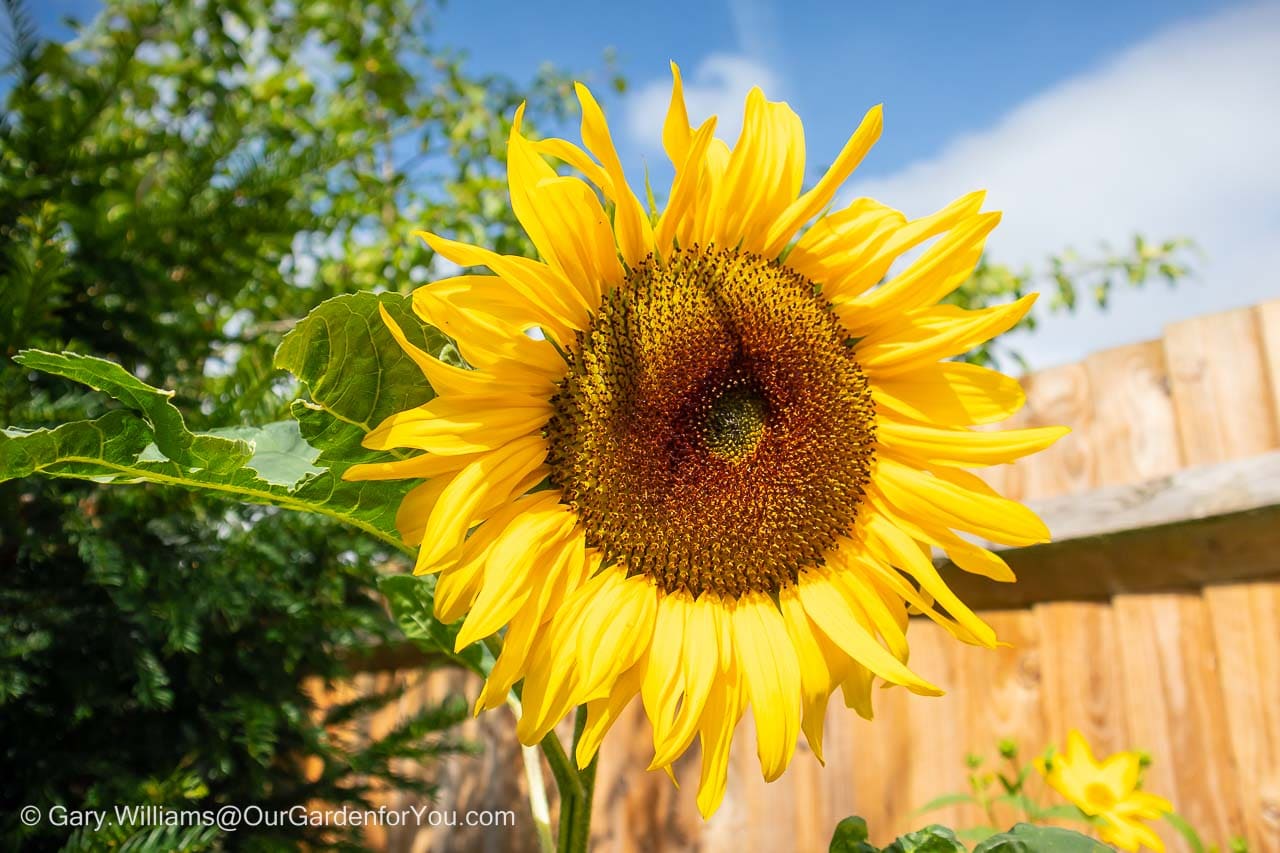 A giant yellow sunflower, grown from seed, set against a blue sky