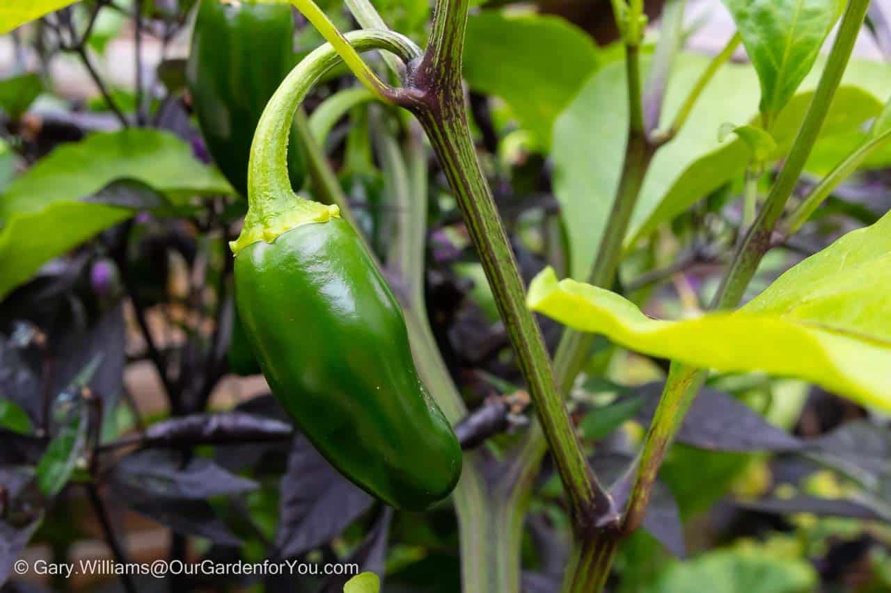 A young green Jalapeño Chilli grown from seed in our cold frame