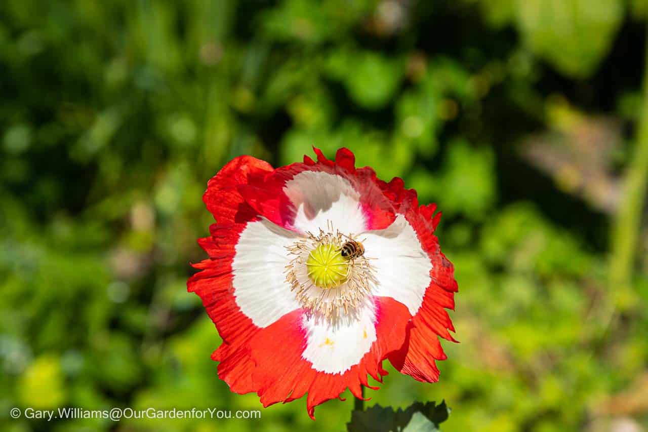 A bee feeding on a red with white centre Oriental Poppy that we had grown from seed