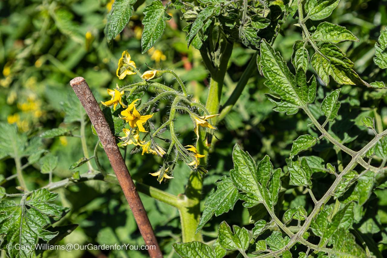 A close-up of the small yellow flowers of a Gardeners' Delight tomato plant potted up on the patio that had been grown from seed.