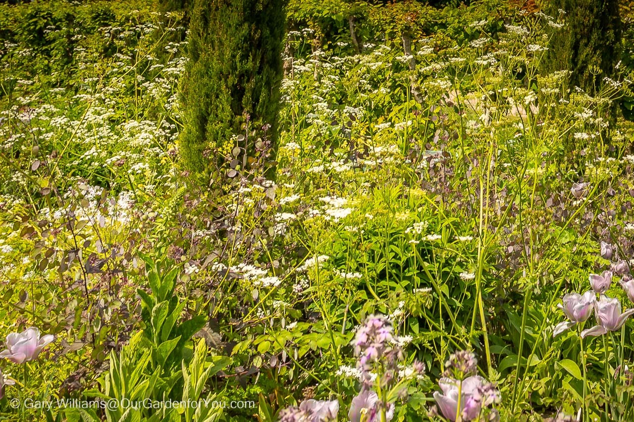 Some Purple Honesty in a mixed bed at Sissinghurst Castle Gardens in Kent