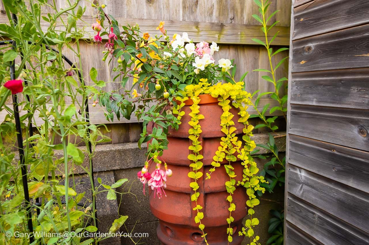 A plant pot fitted inside a reused chimney pot with a mix of planting