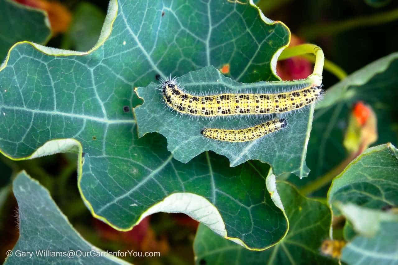 A pair of Cabbage White caterpillars are eating away at a Nasturtium on the patio