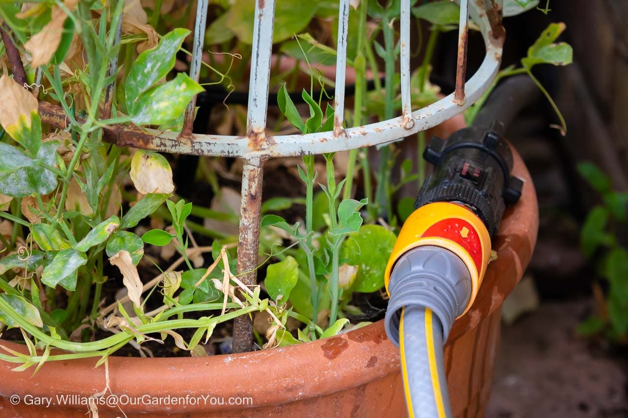 A hosepipe connected to Hozelock's Pressure Regulator as part of our patio self watering kit