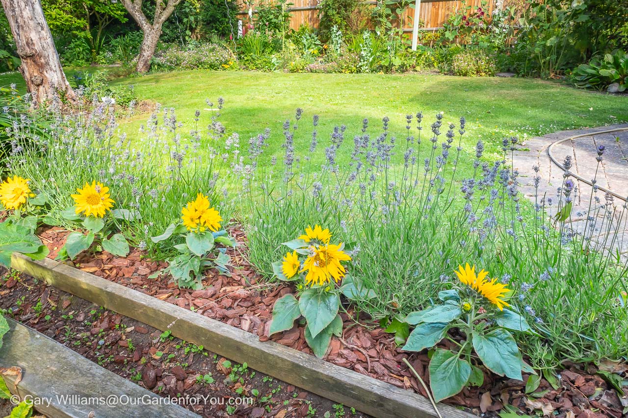 The small bed of Lavender plants mixed with dwarf sunflowers to create our Provence themed area.