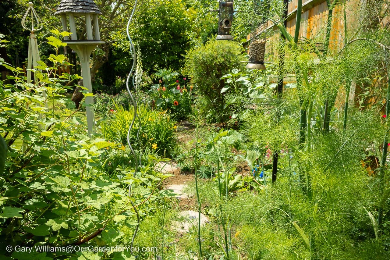 A pathway made of concrete timber stepping stones weaving their way through our cottage garden bed during summer.