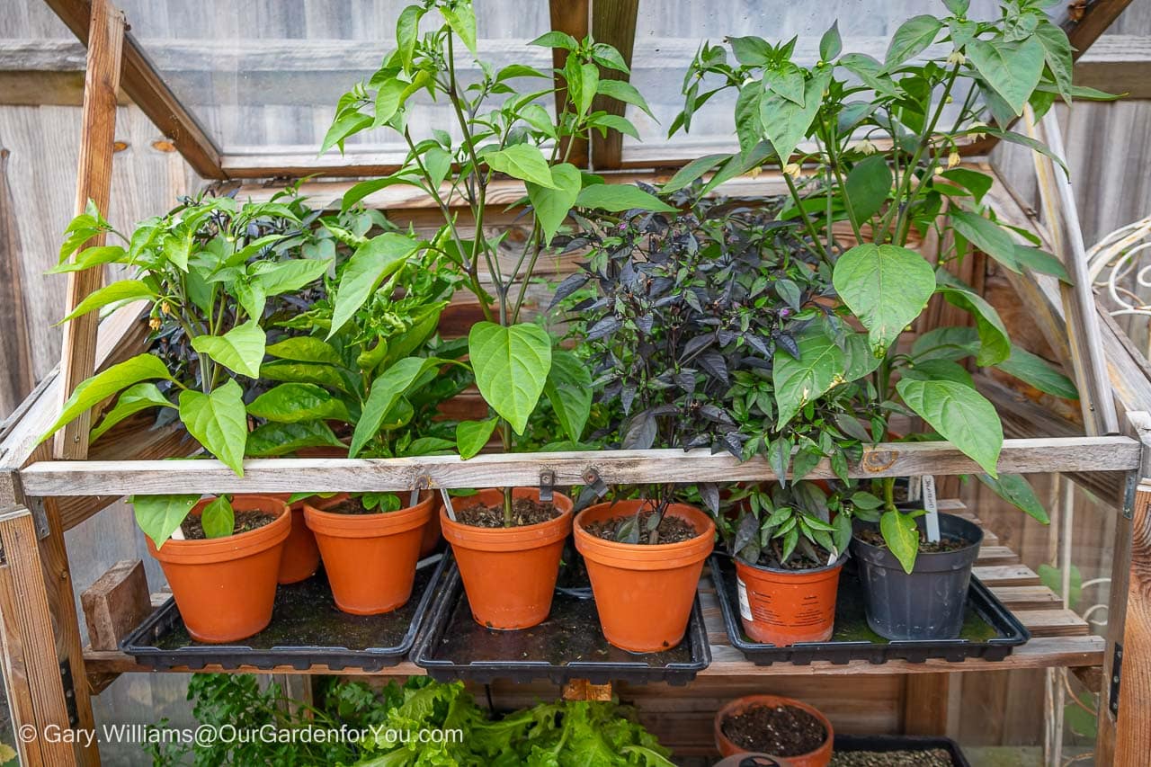 The inside of our cold frame is filled with thriving Chilli plants thanks to the home irrigation system