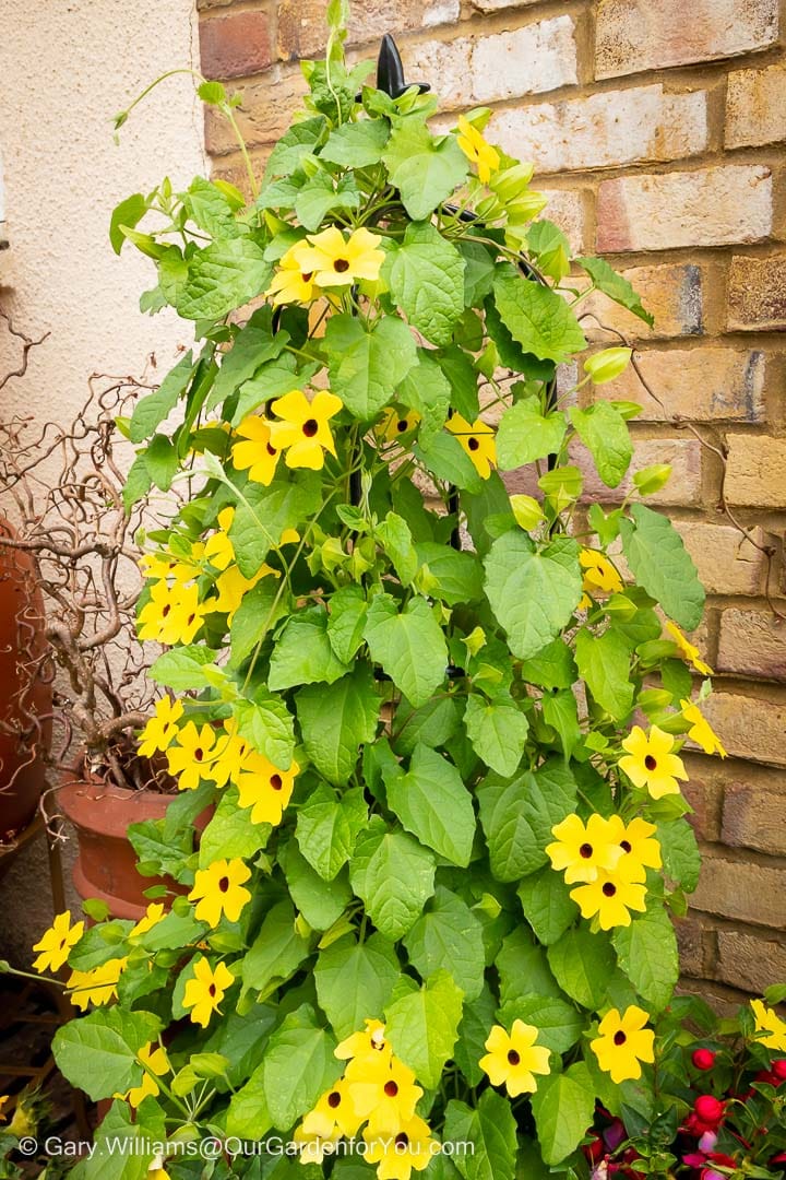 A Thunbergia 'Yellow' in bloom, climbing around a frame in a pot on our courtyard patio