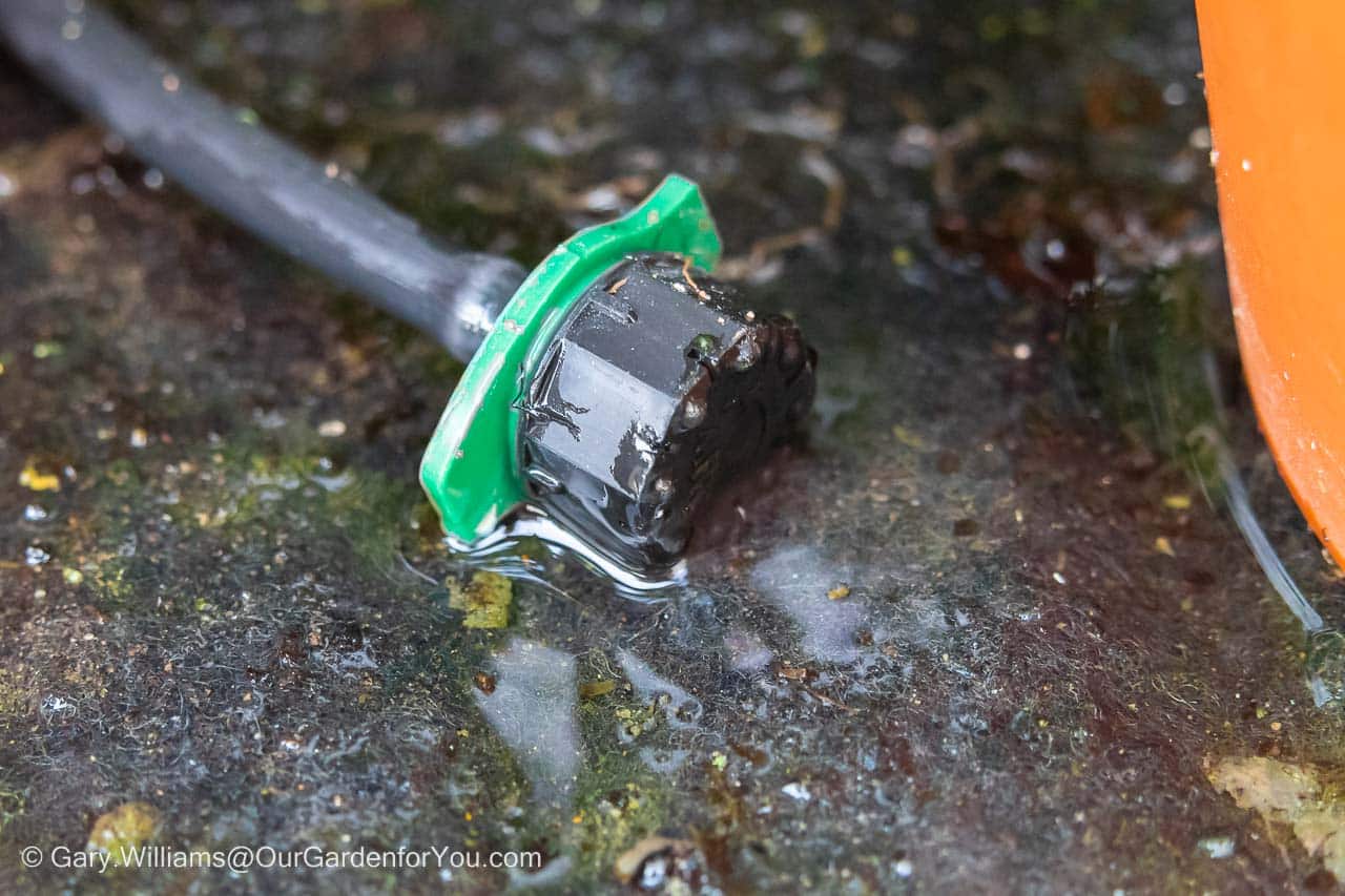 An adjustable drip watering nozzle on a soak mat in the cold frame feeding our chillies