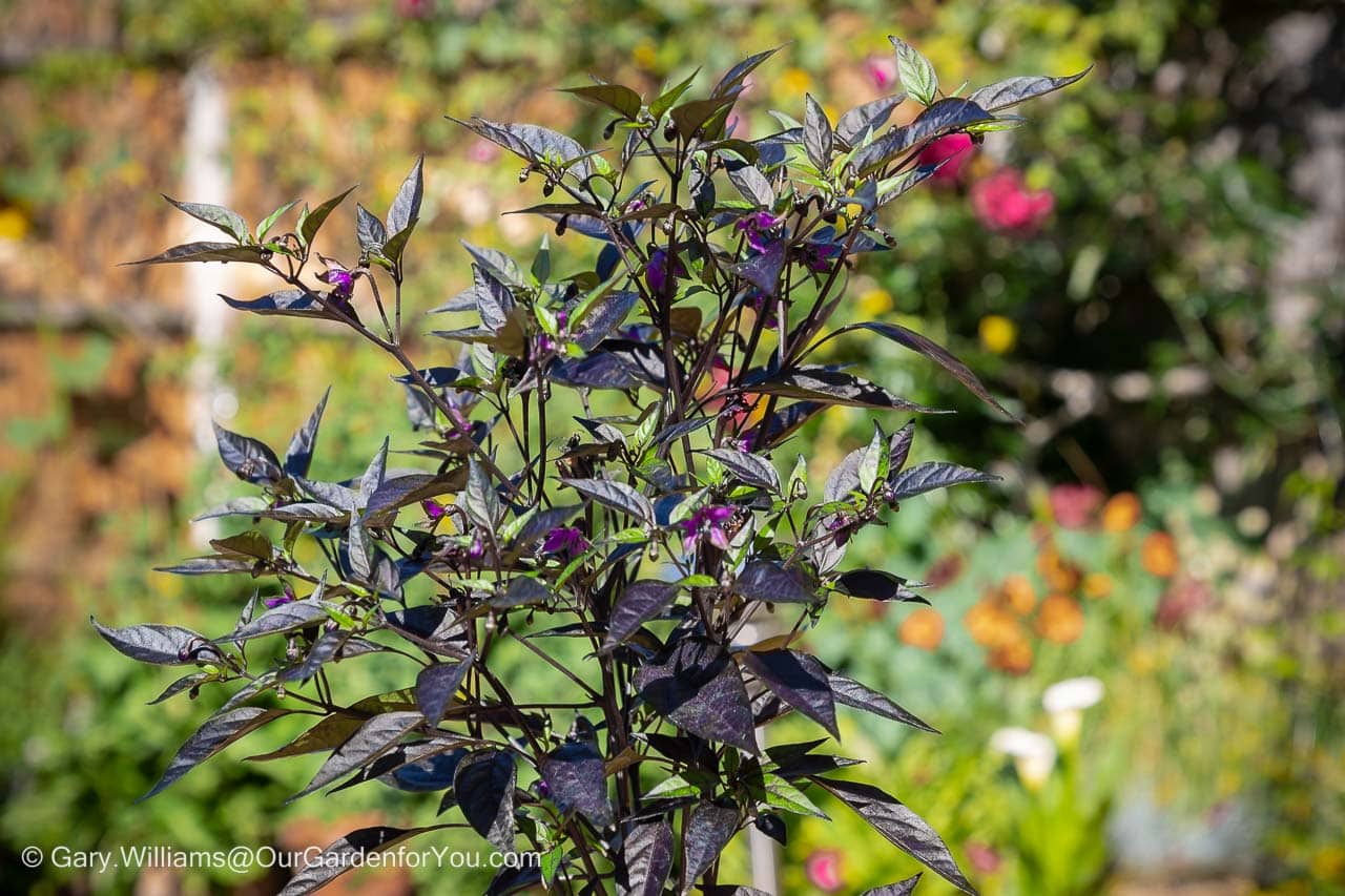 The unusual deep purple leaves and flowers of the Zimbabwe Black chilli plant in bloom, grown from seed.