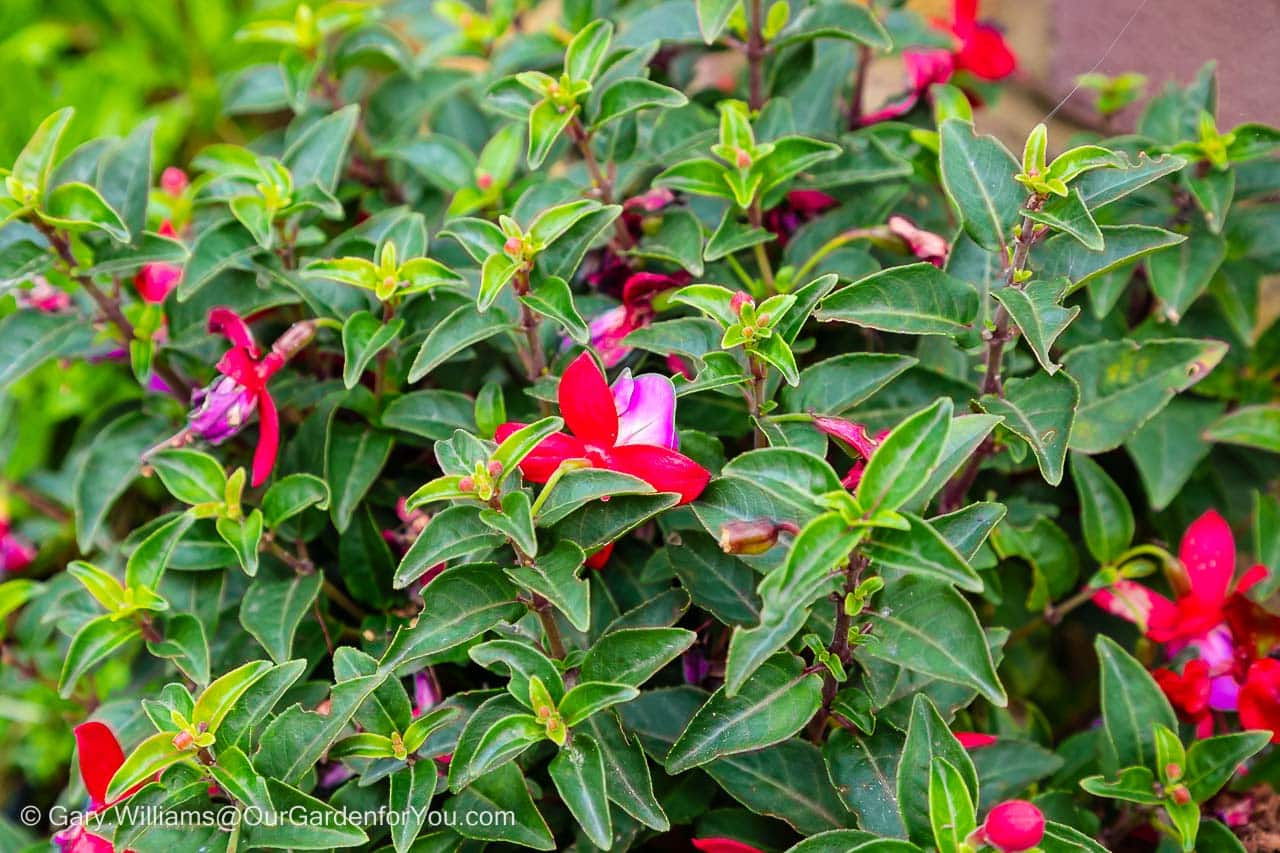 Red and purple flowers on a well-trimmed Fuschia bus on our courtyard patio