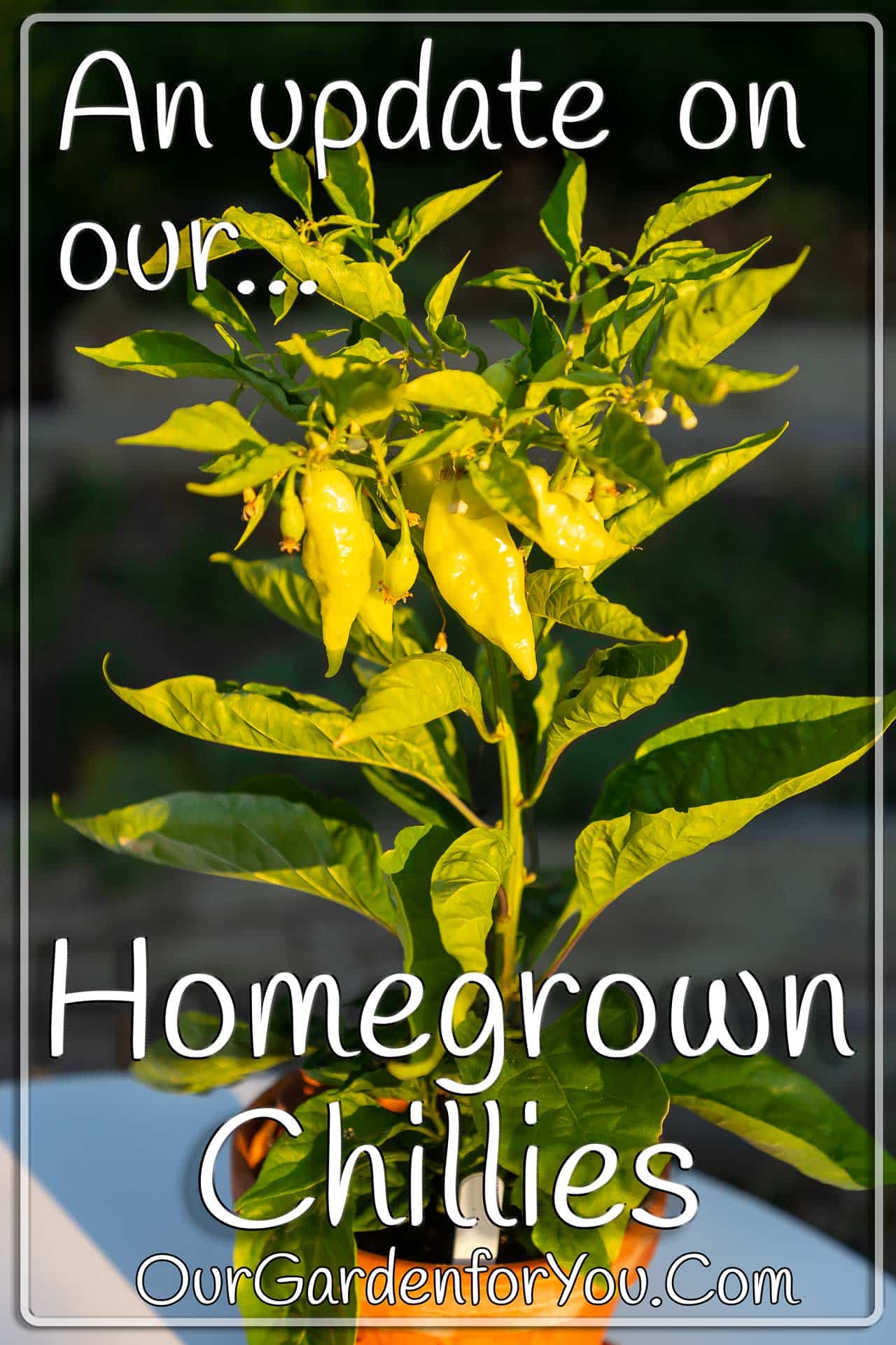 The pin for our post - 'An update on homegrown chillies'