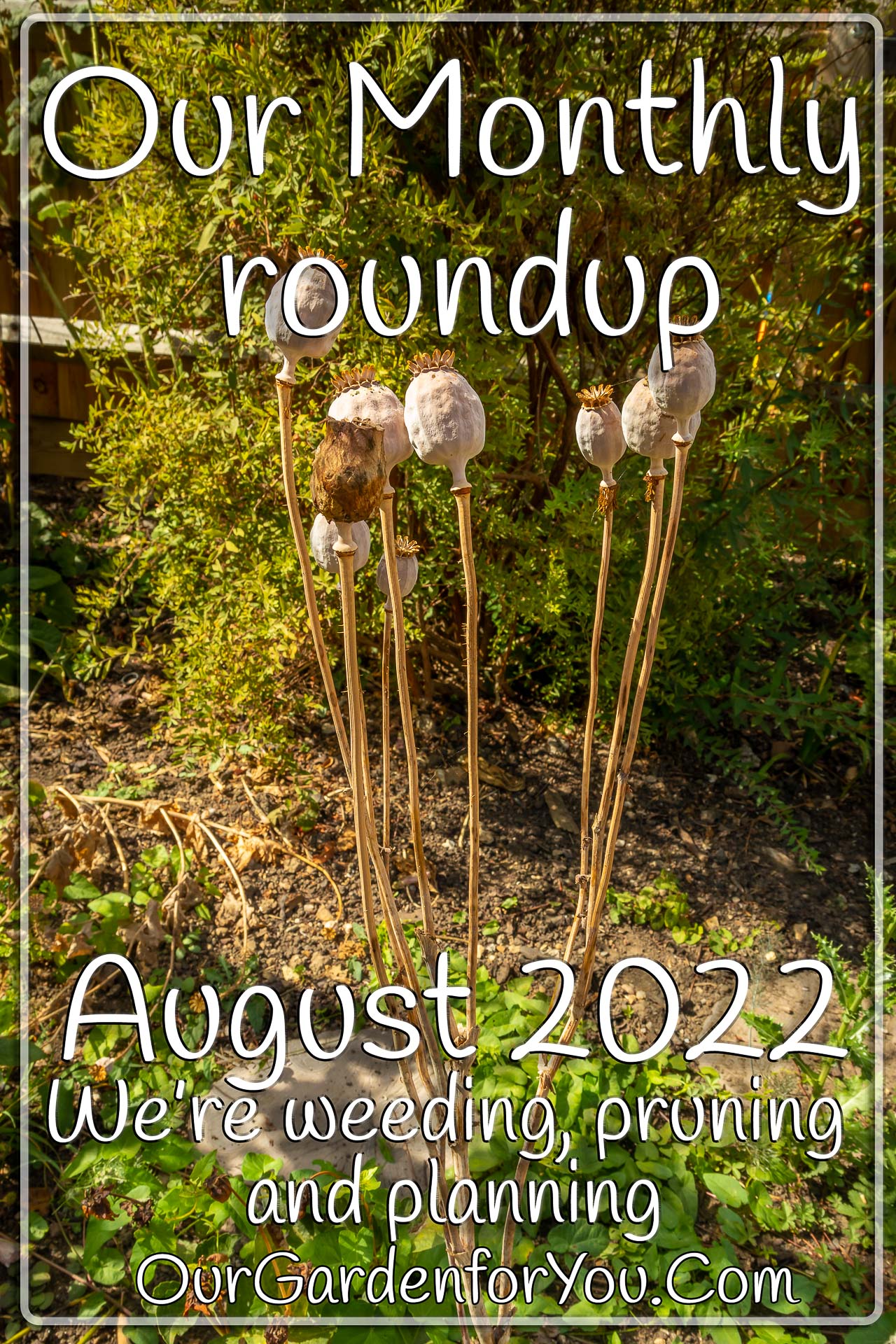 The pin image for our post - 'August 2022, Our Garden for You monthly roundup'