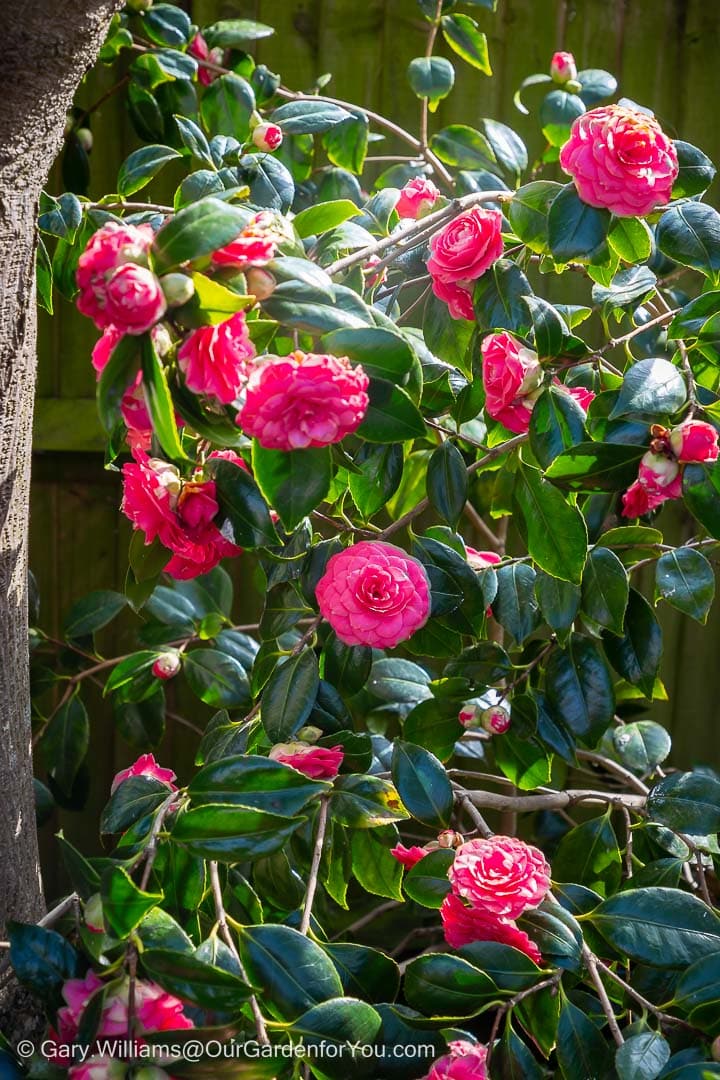 Bright purple flowers of the Camellia japonica set against the dark evergreen foliage.