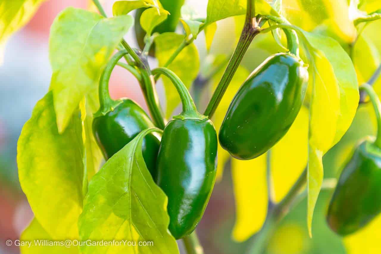 A close-up of a bunch of deep green Jalapeño chilli still on the plant