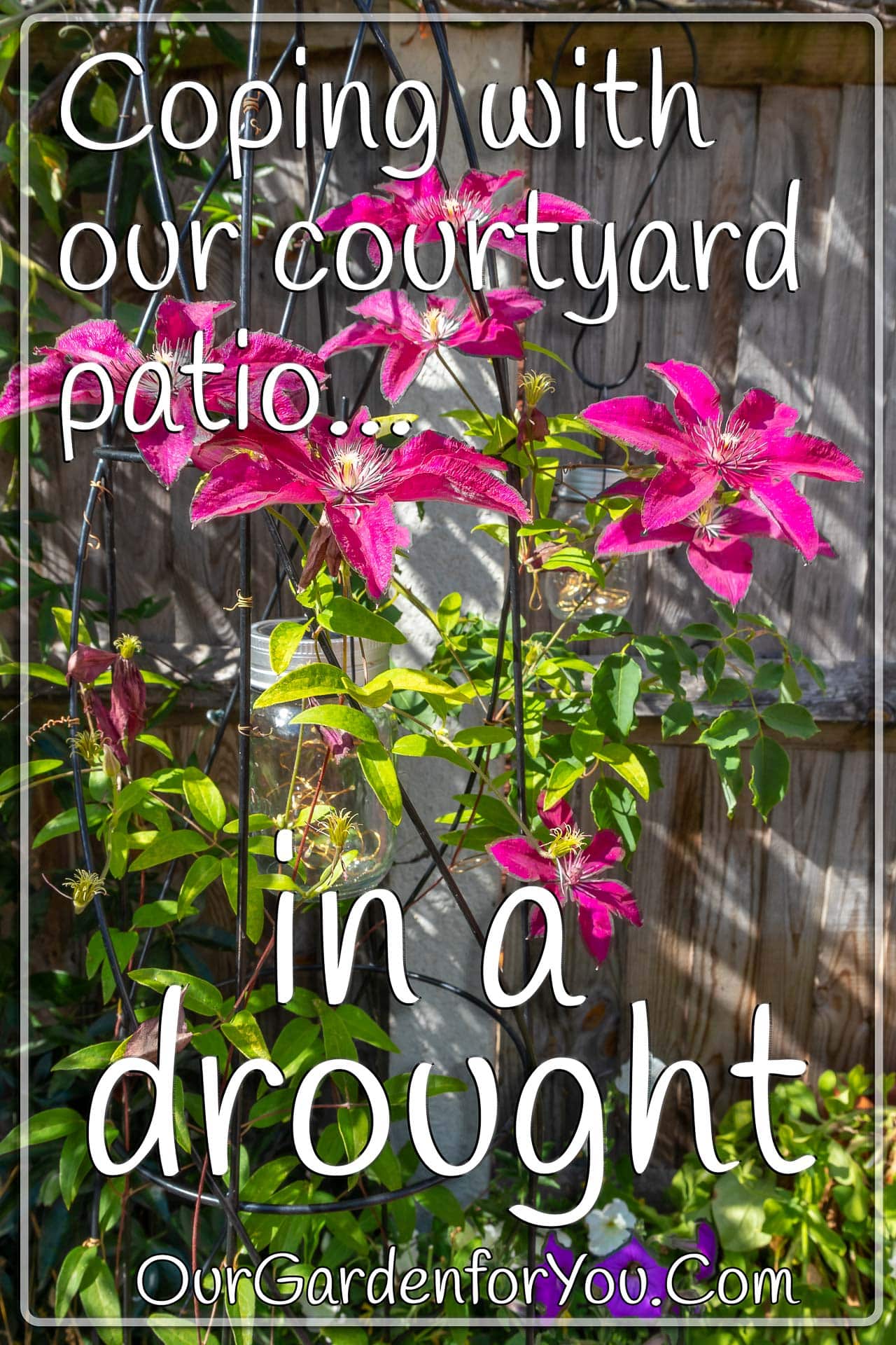 The pin image for our post - 'Coping with our courtyard patio in a drought'