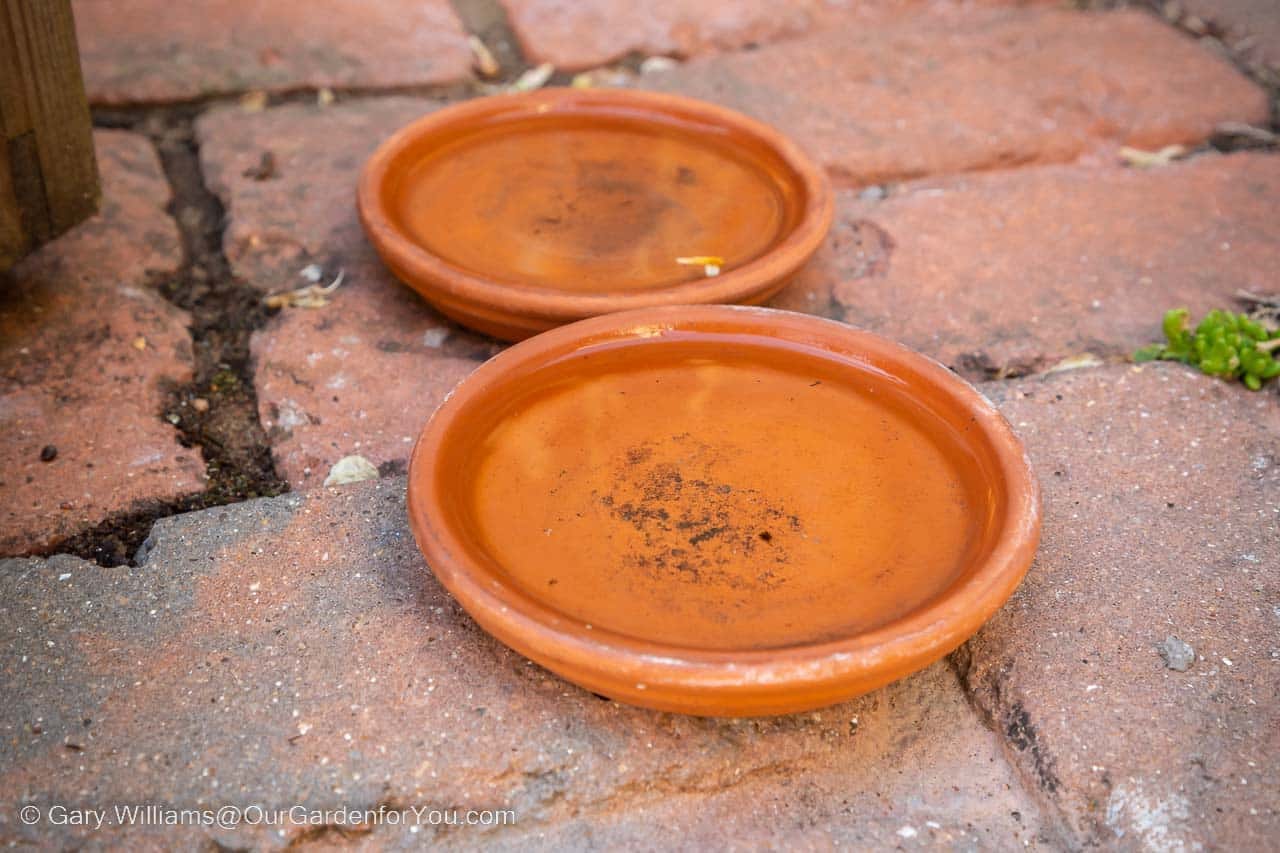 Two terracotta pot trays filled with water on the edge of our courtyard garden