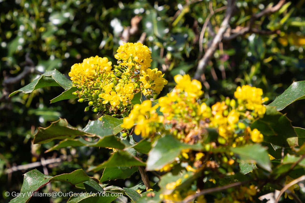 The bright yellow flowers of Mahonia aquifolium set against the dark evergreen foliage.