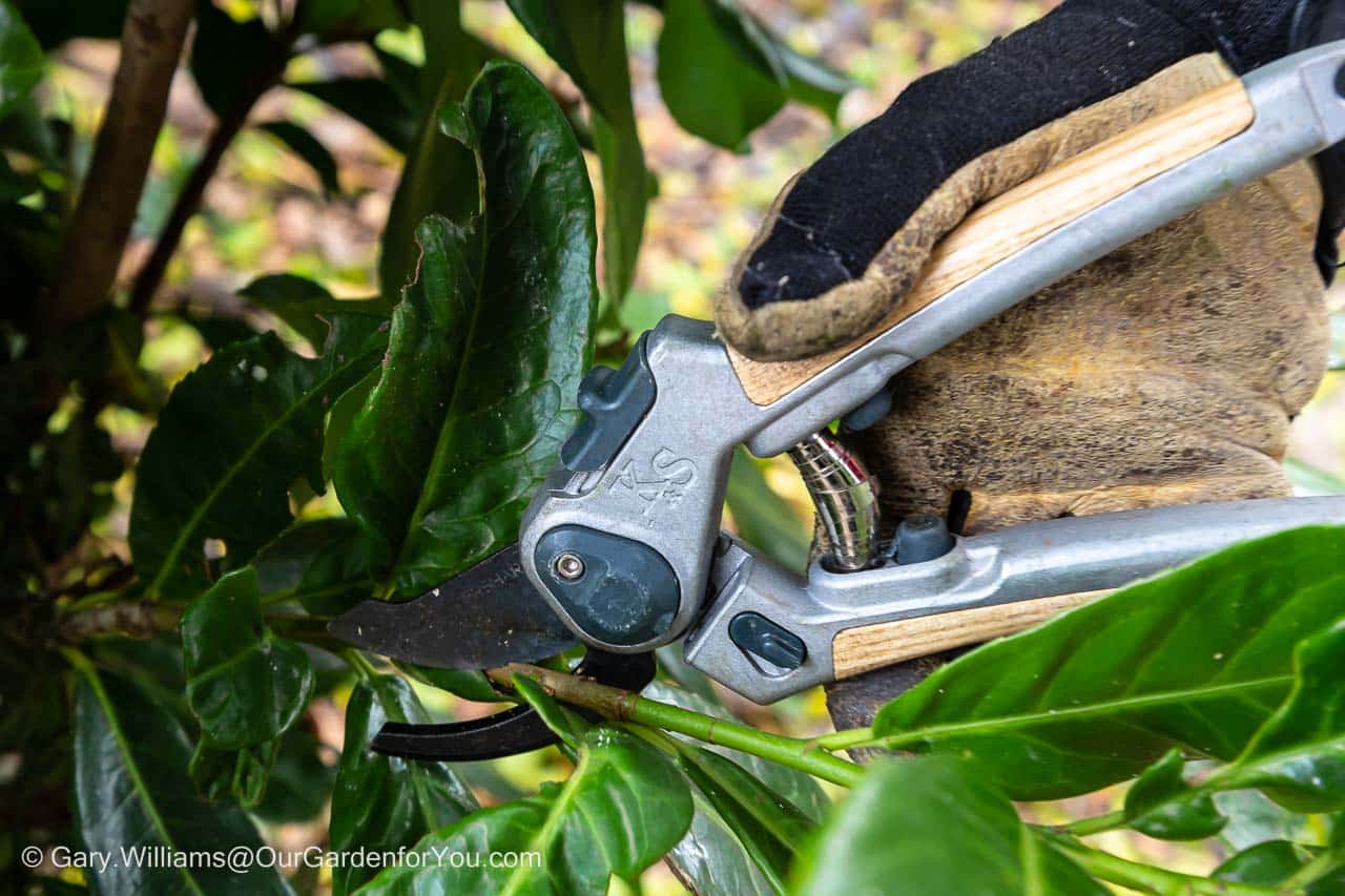 Our well-used Kent and Stowe Eversharp secateurs trimming a Laurel bush