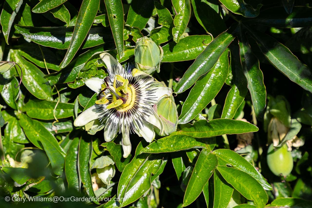 An ornate Passion Flower nestled among its evergreen leaves
