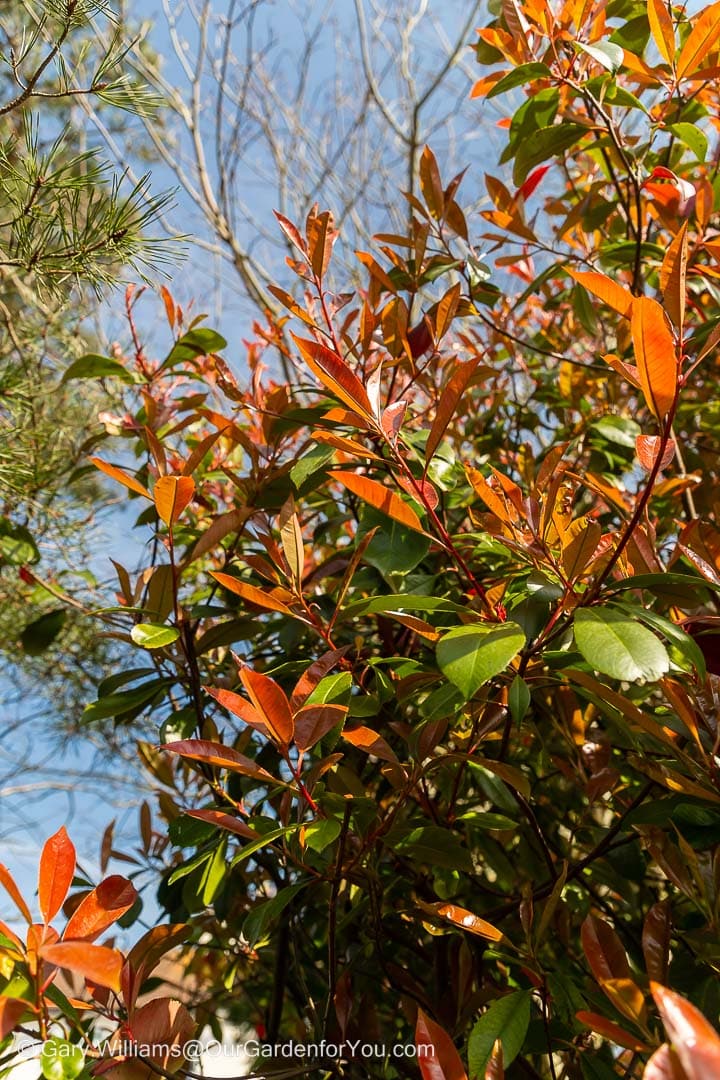 The red tips of the new growth on the Red Robin or Photinia × fraseri shrub in our garden