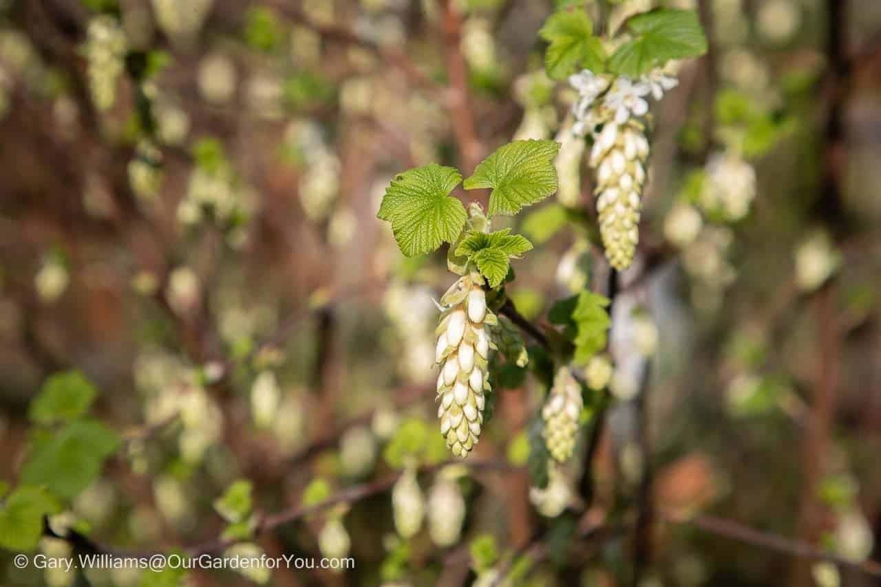 The milky white flowers of the Ribes sanguineum 'Elkington's White' in late March in our Garden