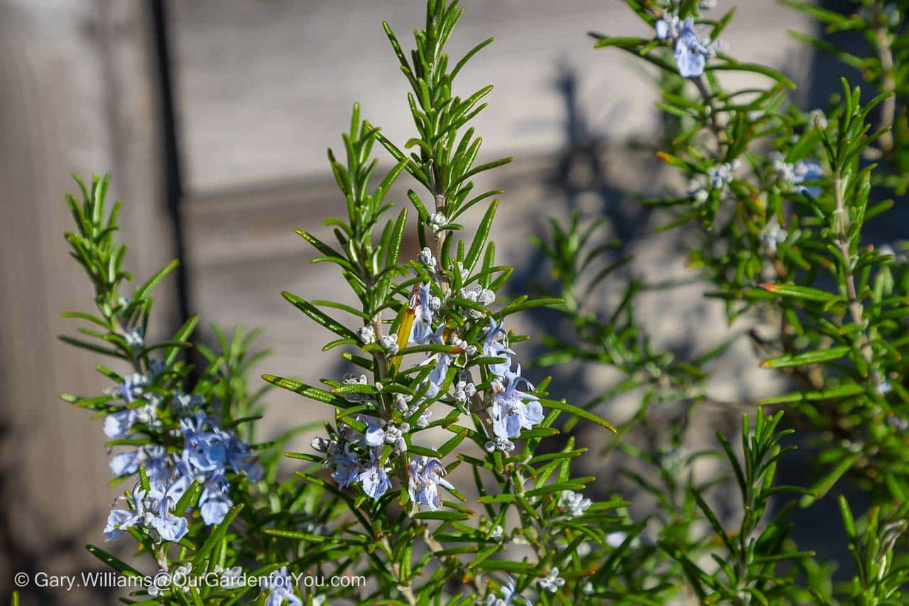 Delicate blue flowers on a Rosemary herb plant in spring