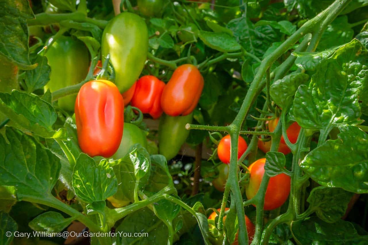 San Marzano 2 tomatoes hanging on the vine on our courtyard patio