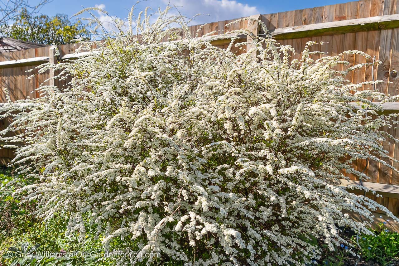 The unruly Spiraea Arguta "Bridal Wreath" in full bloom in the cottage garden bed