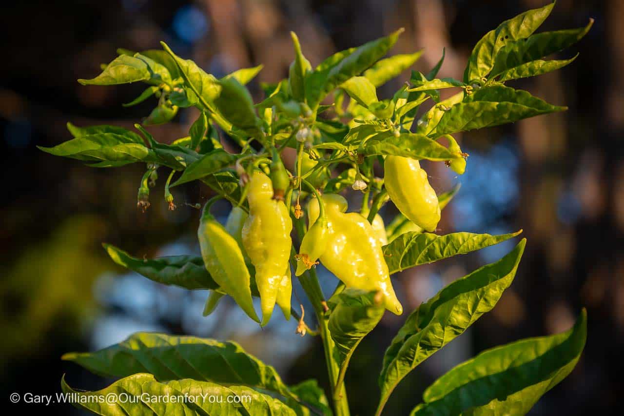 The vivid lime green fruit on our Habanada chilli plant grown from seed.