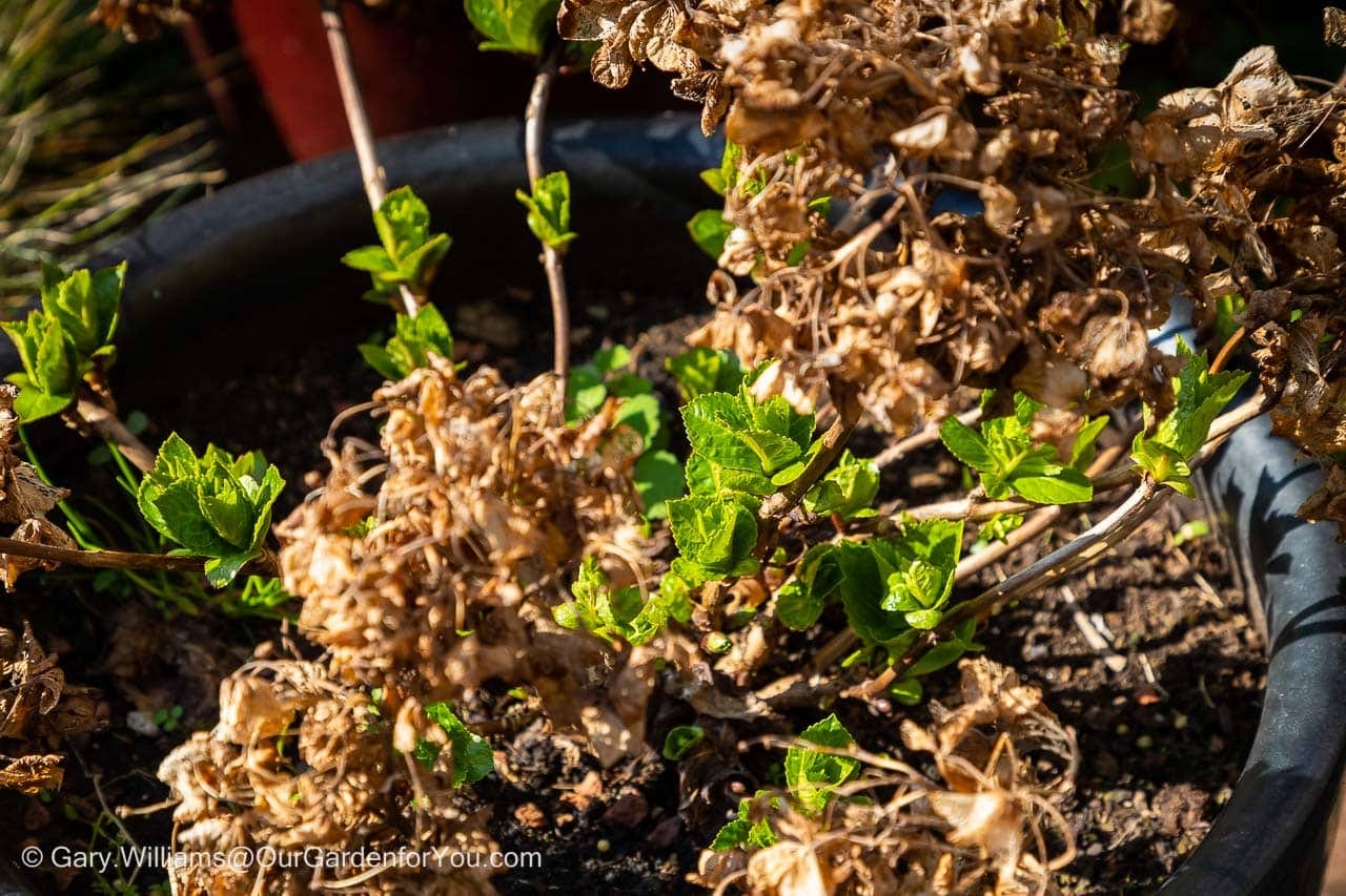 Vivid green new shoots appear between the golden dried leaves from last year's growth on our Hydrangea.