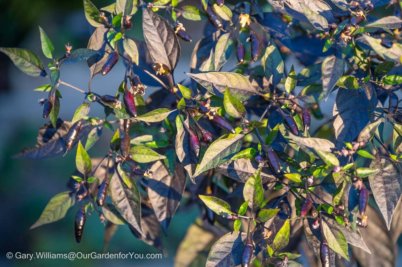 The deep purple, almost black foliage of the Zimbabwe Black chilli plant we had grown from seed